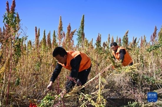 9月28日，農(nóng)民參加內(nèi)蒙古武川縣首屆藜麥開(kāi)鐮節(jié)割藜麥比賽。