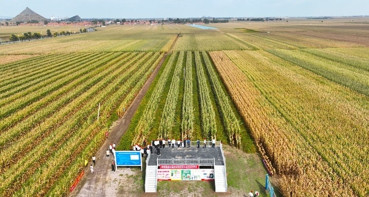 在遼寧省鐵嶺縣蔡牛鎮(zhèn)，外地農(nóng)民到張莊玉米合作社的大田里學(xué)習(xí)玉米選種和栽種技術(shù)（2023年9月26日攝，無人機(jī)照片）。新華社記者 楊青 攝