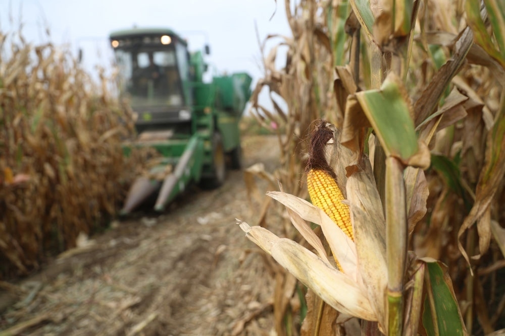 在遼寧省鐵嶺縣蔡牛鎮(zhèn)玉米田里，農(nóng)民駕駛農(nóng)機(jī)收割玉米（2023年9月26日攝）。新華社記者 楊青 攝