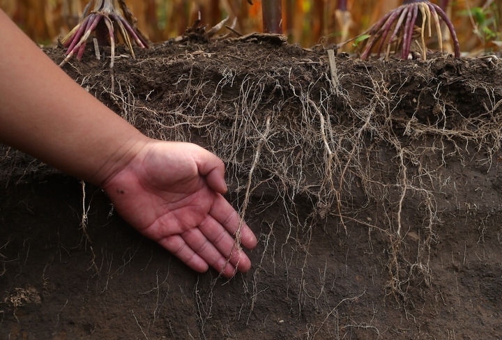 在遼寧省鐵嶺縣蔡牛鎮(zhèn)，張莊玉米合作社的農(nóng)民向外地農(nóng)民介紹黑土地保護(hù)和玉米秸稈還田情況（2023年9月26日攝）。新華社記者 楊青 攝