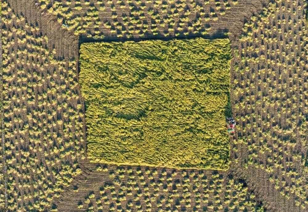 在吉林省舒蘭市平安鎮(zhèn)金星村，農(nóng)民駕駛農(nóng)機(jī)收割水稻（2023年9月21日攝，無人機(jī)照片）。新華社記者 張楠 攝