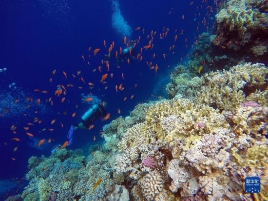  10月2日，人們在埃及西奈半島達(dá)哈布藍(lán)洞內(nèi)的珊瑚旁深潛。新華社記者 隋先凱 攝