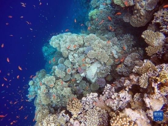  這是10月2日在埃及西奈半島達(dá)哈布藍(lán)洞內(nèi)拍攝的珊瑚和魚類。新華社記者 隋先凱 攝