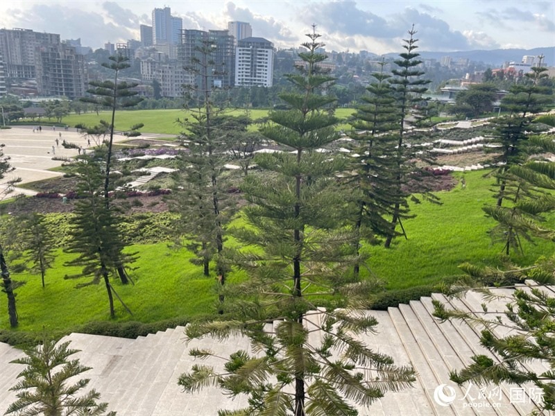 亞的斯亞貝巴友誼廣場的南洋杉。人民網(wǎng)記者 趙艷紅攝