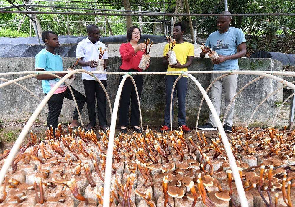 2021年8月12日，福建農(nóng)林大學(xué)國家菌草工程技術(shù)研究中心副主任林冬梅（中）為非洲留學(xué)生講解菌草鹿角靈芝的栽培情況。新華社記者 林善傳 攝