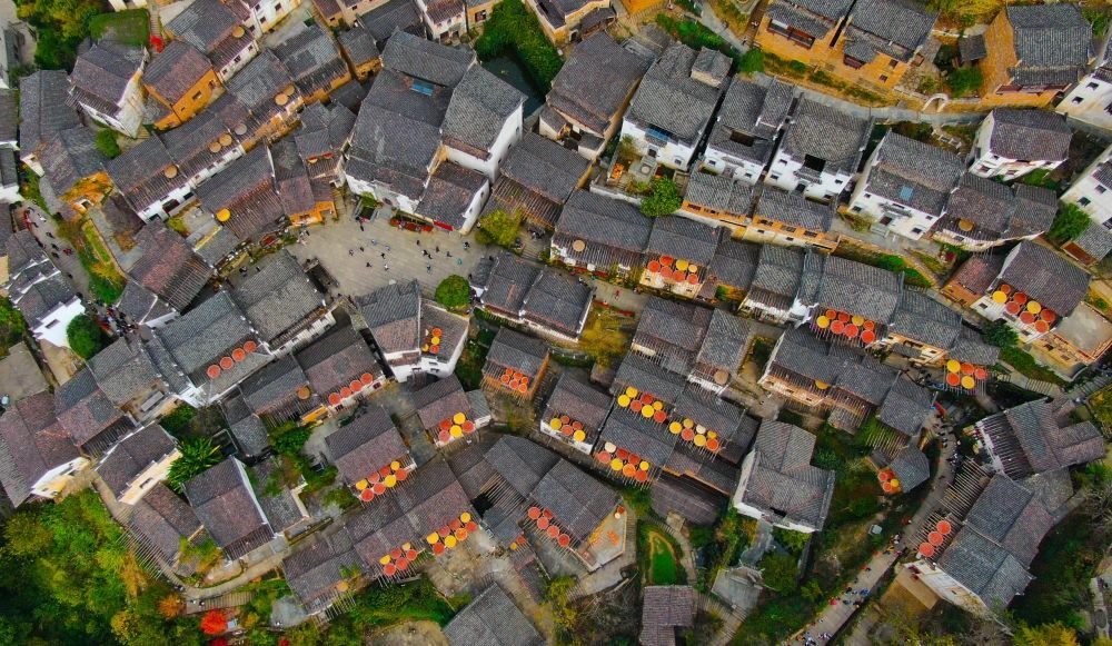 這是婺源縣江灣鎮(zhèn)篁嶺村的曬秋景象（2019年11月7日攝）。