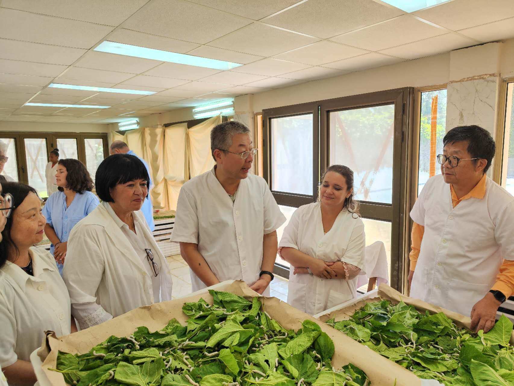 2023年5月23日，中國駐古巴大使馬輝考察古中蠶?？萍己献髦行摹碓矗褐袊v古巴大使館官網(wǎng)