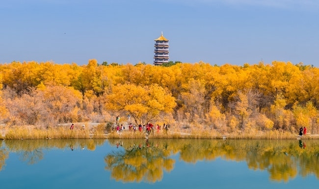 胡楊林金碧耀眼。蘭州局集團公司融媒體中心供圖