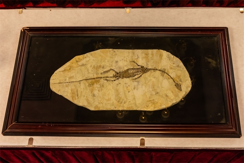 潛龍化石。國家文物局供圖