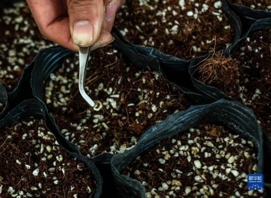 云南錦科花卉工程研究中心里已經(jīng)發(fā)芽的太空種子（4月3日攝）。