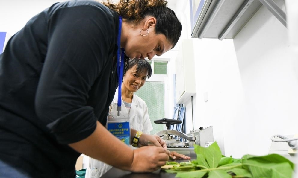 9月17日，來自哥倫比亞的研修班學(xué)員埃文·奧拉亞（左）在中國(guó)專家的指導(dǎo)下學(xué)習(xí)實(shí)操木薯組培快速繁育技術(shù)。