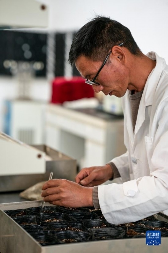 技術員田連通在實驗室播種太空種子（4月3日攝）。