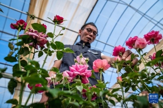 在云南省安寧市現(xiàn)代農業(yè)園區(qū)玫瑰種植示范園，技術員田連通觀察玫瑰花（10月20日攝）。