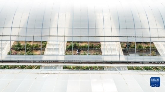 云南省安寧市現(xiàn)代農業(yè)園區(qū)玫瑰種植示范園一景（無人機照片，10月20日攝）。