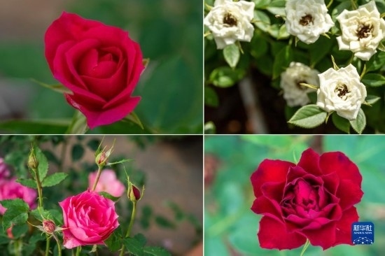 這是云南省安寧市現(xiàn)代農業(yè)園區(qū)玫瑰種植示范園里玫瑰新品種的拼版照片。