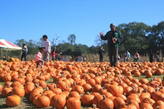  2020年10月31日，在美國(guó)新奧爾良市，人們?cè)谀瞎限r(nóng)場(chǎng)里玩耍。新華社發(fā)（魏蘭攝）