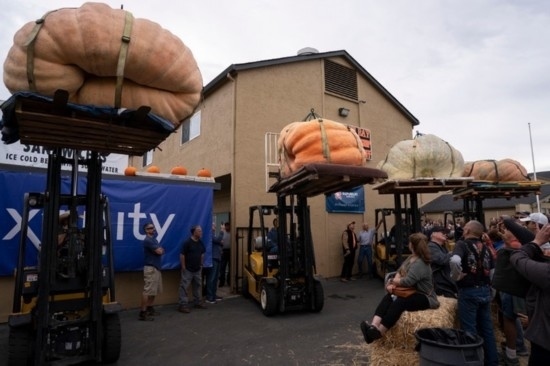  10月9日，在美國(guó)加利福尼亞州圣馬特奧縣半月灣舉行的南瓜稱(chēng)重大賽現(xiàn)場(chǎng)，人們圍觀參賽的南瓜。新華社發(fā)（李建國(guó)攝）