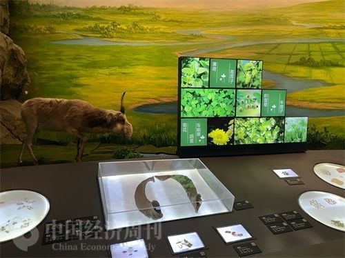  （中醫(yī)藥博物館展出的各類(lèi)中藥材令人應(yīng)接不暇。中國(guó)經(jīng)濟(jì)周刊記者 郭志強(qiáng) 攝）