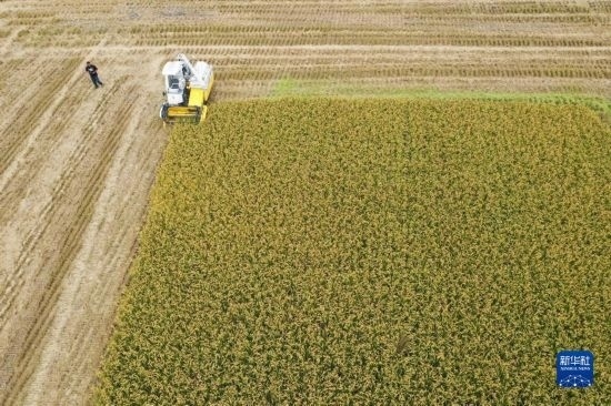 11月4日，在南通市通州區(qū)十總鎮(zhèn)育民村農(nóng)場(chǎng)，一臺(tái)設(shè)置好參數(shù)的無(wú)人收割機(jī)在工作中（無(wú)人機(jī)照片）。
