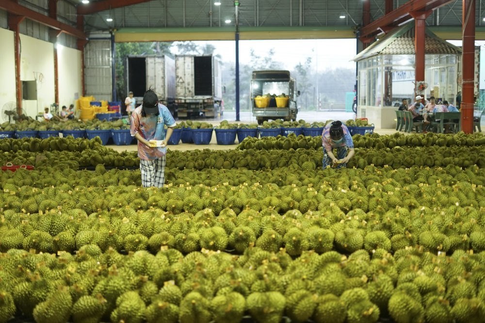 2023年9月15日，在越南多樂省一家榴蓮加工廠，工人在給即將出口到中國的榴蓮包裝貼牌。隨著《區(qū)域全面經(jīng)濟(jì)伙伴關(guān)系協(xié)定》紅利釋放，中國—東盟貿(mào)易規(guī)模進(jìn)一步擴(kuò)大。越來越多東盟國家的優(yōu)質(zhì)水果便捷地進(jìn)入中國市場，走上消費(fèi)者的餐桌。