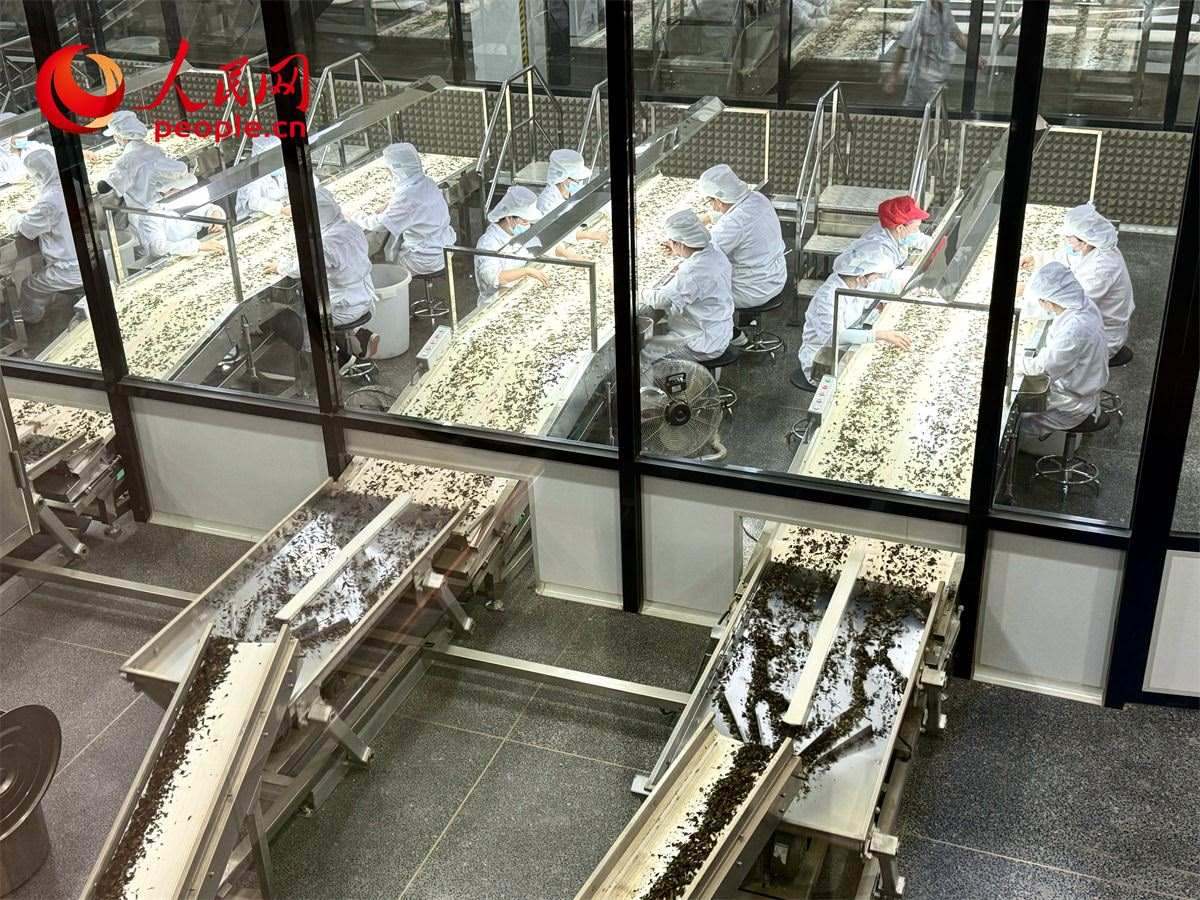工人在對(duì)茶葉進(jìn)行目視揀剔。人民網(wǎng)記者 劉微攝