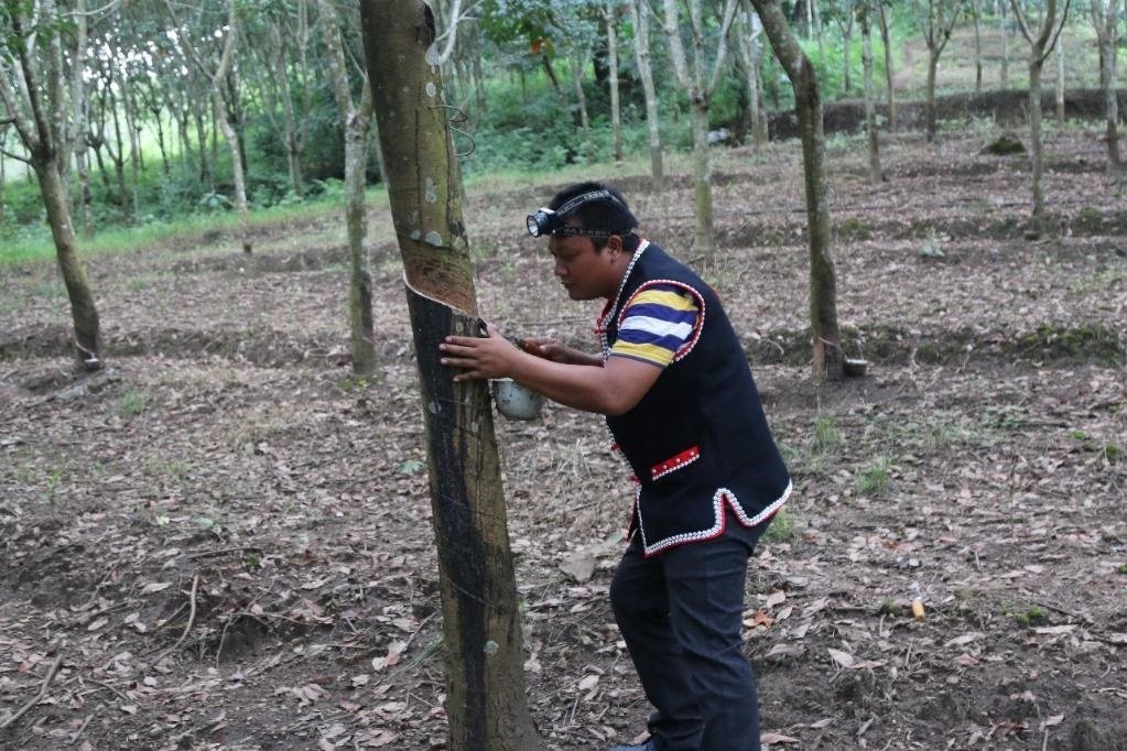 2017年10月，云南省永德縣團樹村佤族膠農蔣文富在割膠