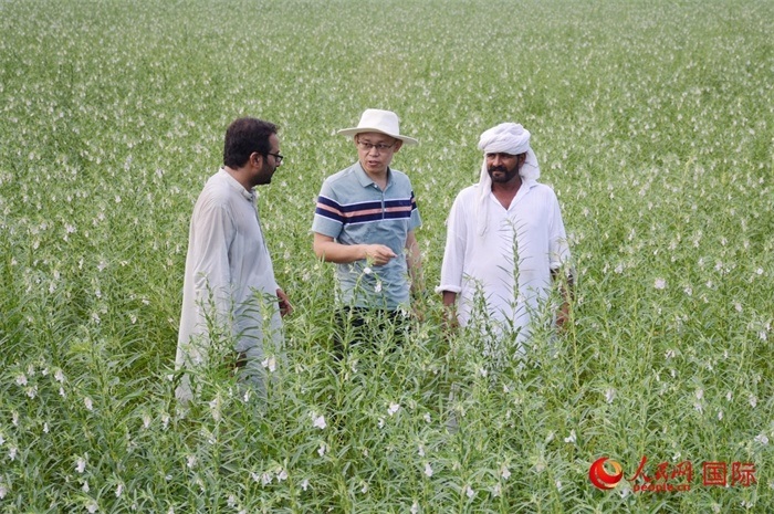 中巴經(jīng)濟(jì)走廊農(nóng)業(yè)合作中心負(fù)責(zé)人席建龍（中）與巴基斯坦當(dāng)?shù)剞r(nóng)戶在芝麻種植園交流作物生長(zhǎng)情況。人民網(wǎng)記者薩義德·邁赫迪攝