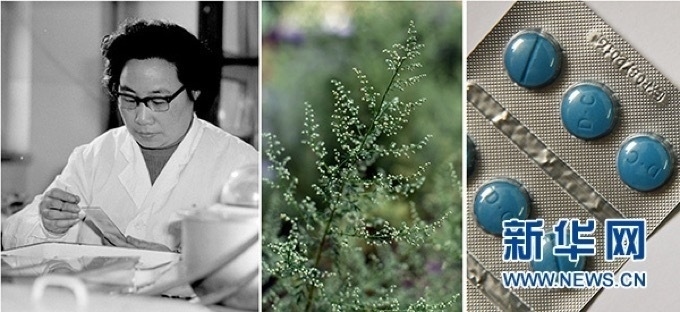 屠呦呦、青蒿和抗瘧疾成藥（拼版資料照片）