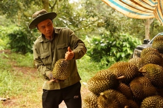 9月15日，在越南多樂省一家榴蓮果園，一名果農(nóng)初步清潔剛采摘的榴蓮。依托中國(guó)-東盟博覽會(huì)等平臺(tái)，越來越多東盟國(guó)家的榴蓮得以更加便捷地進(jìn)入中國(guó)市場(chǎng)，并以更加優(yōu)惠的價(jià)格走上消費(fèi)者的餐桌。（新華社記者胡佳麗攝）