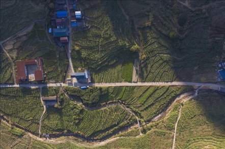 漠源鄉(xiāng)西柚基地。將樂縣農(nóng)業(yè)農(nóng)村局供圖