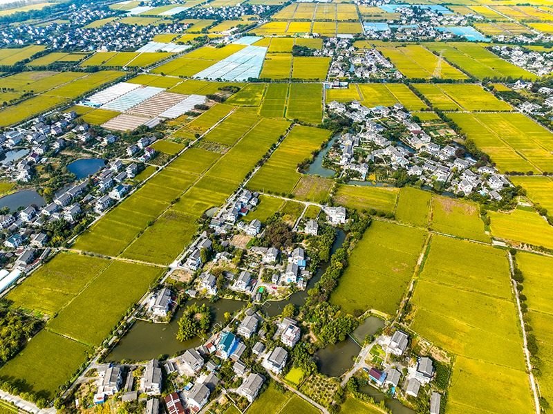 2023年10月22日，浙江海寧市黃灣鎮(zhèn)，金秋時節(jié)，金黃色的稻田與美麗鄉(xiāng)村構(gòu)成一幅寧靜祥和的畫卷。