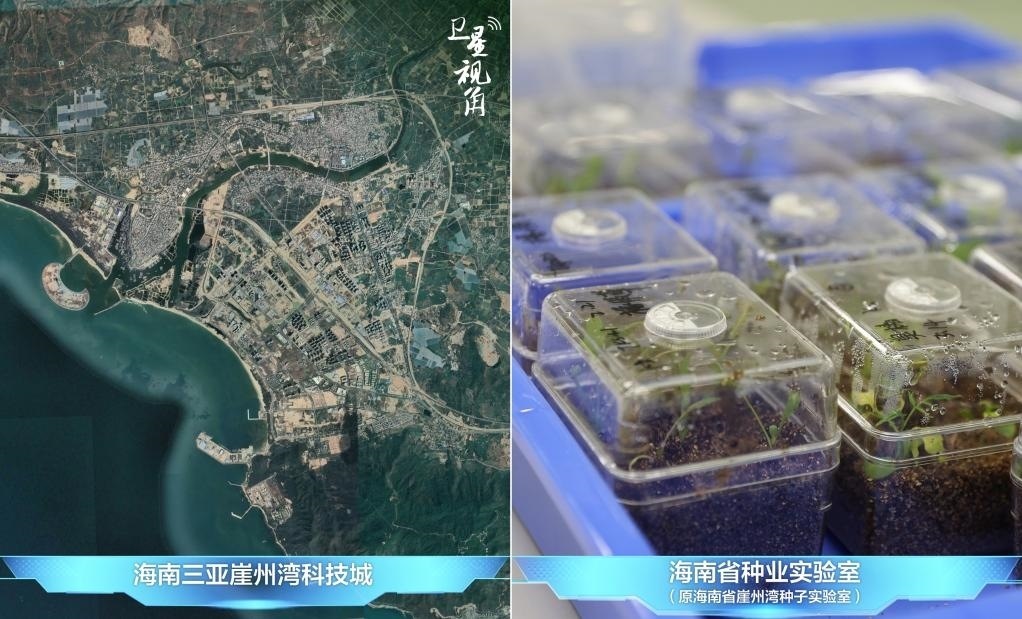 位于三亞崖州灣科技城的海南省種業(yè)實驗室（原海南省崖州灣種子實驗室）將形成輻射全國和“一帶一路”沿線國家的種子科學技術(shù)創(chuàng)新中心。