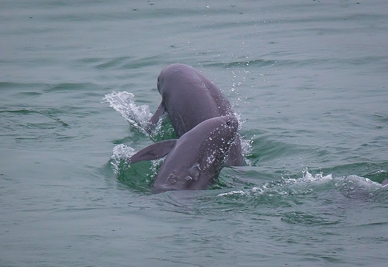 2021年5月10日，在湖北省宜昌市江邊，長江江豚在水中嬉戲。