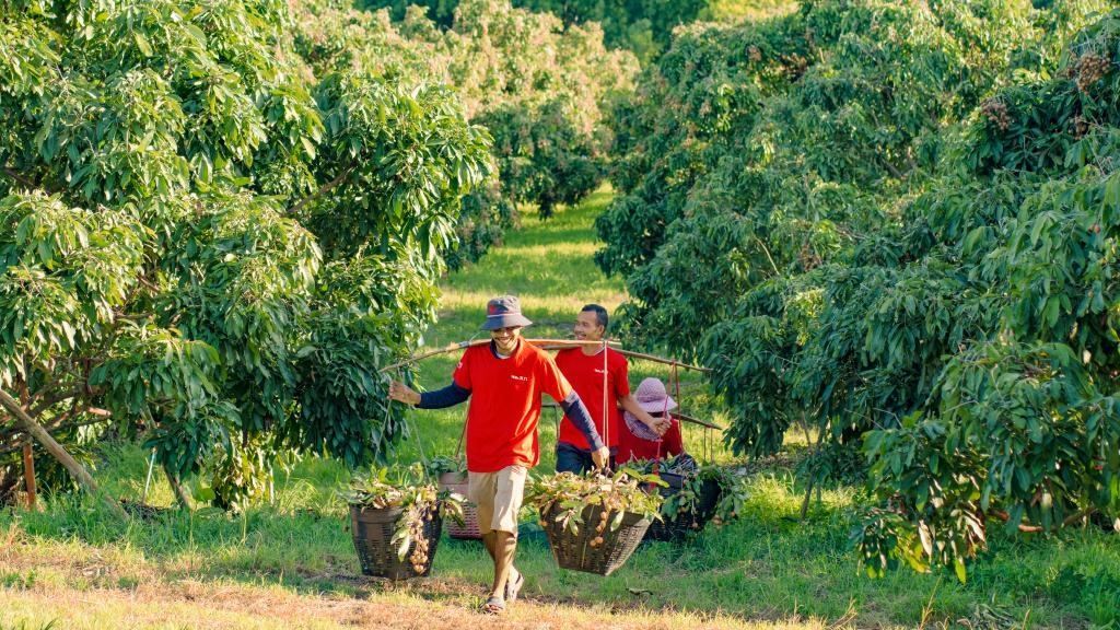 2023年10月，泰國(guó)尖竹汶府的龍眼種植園內(nèi)，采果工人正在運(yùn)輸新采摘的龍眼。（黎銀成攝 新華社發(fā)）