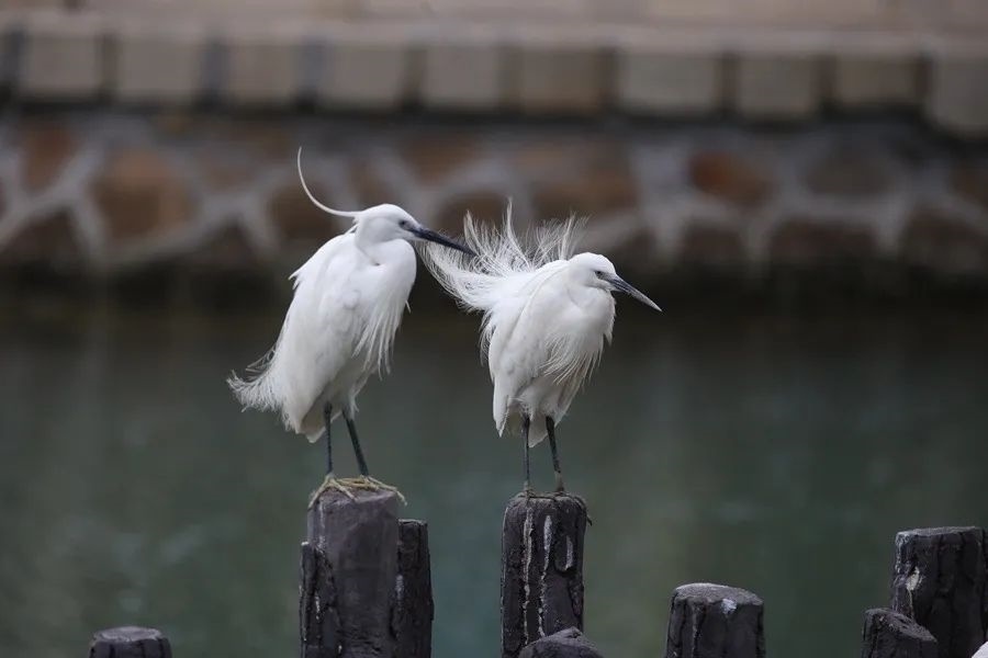 筼筜湖白鷺。人民網(wǎng)記者 陳博 攝