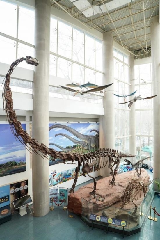 南京古生物博物館展出的馬門(mén)溪龍模型。新華社記者李博 攝