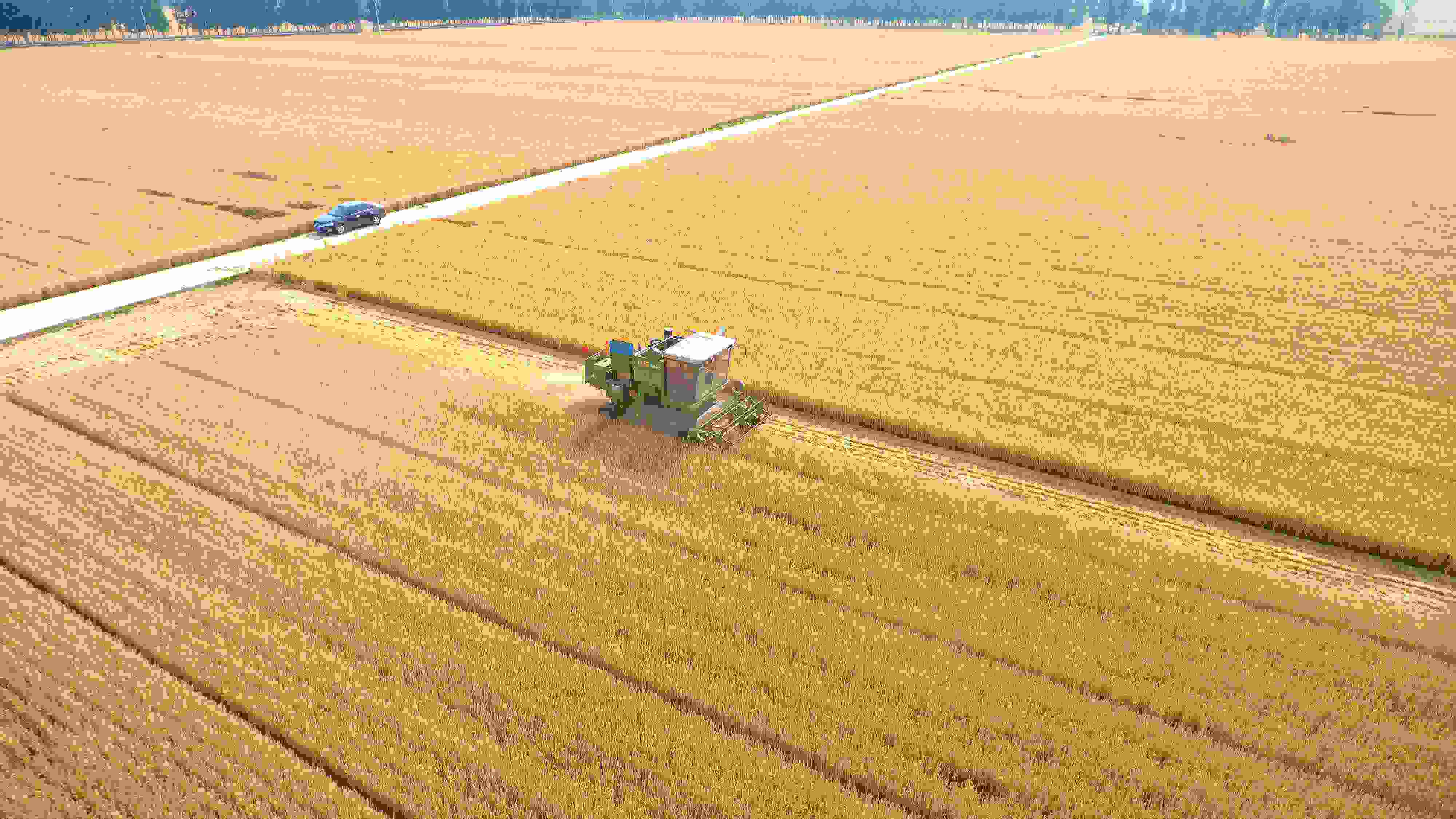 △ 2023年6月5日，山東聊城茌平區(qū)賈寨鎮(zhèn)王藥包村，收割機在田間進行小麥?zhǔn)崭钭鳂I(yè)。