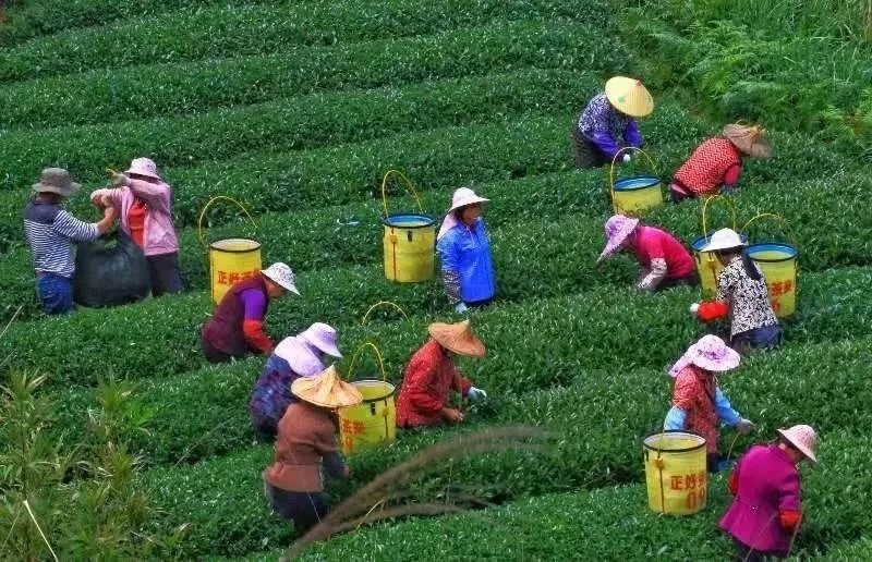 △軍營村茶農在茶園采茶。