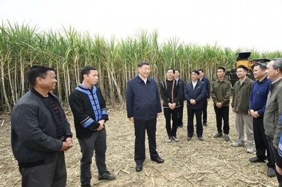 2023年12月14日，習(xí)近平總書記在廣西來賓市國家現(xiàn)代農(nóng)業(yè)產(chǎn)業(yè)園黃安優(yōu)質(zhì)“雙高”糖料蔗基地考察。