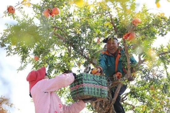 紅彤彤的石榴掛滿枝頭，農(nóng)戶們穿梭在林中采摘，享受著豐收的喜悅。