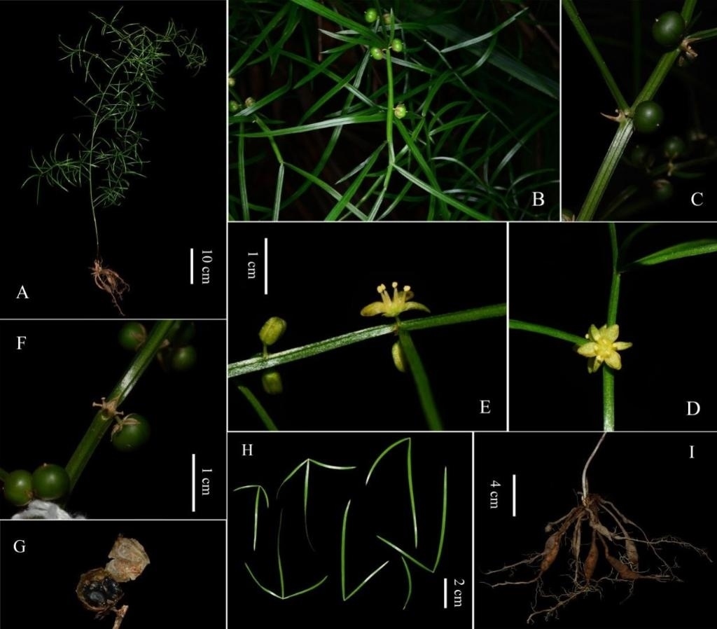 圖為大別山天門冬的形態(tài)特征。（中國科學院武漢植物園供圖）