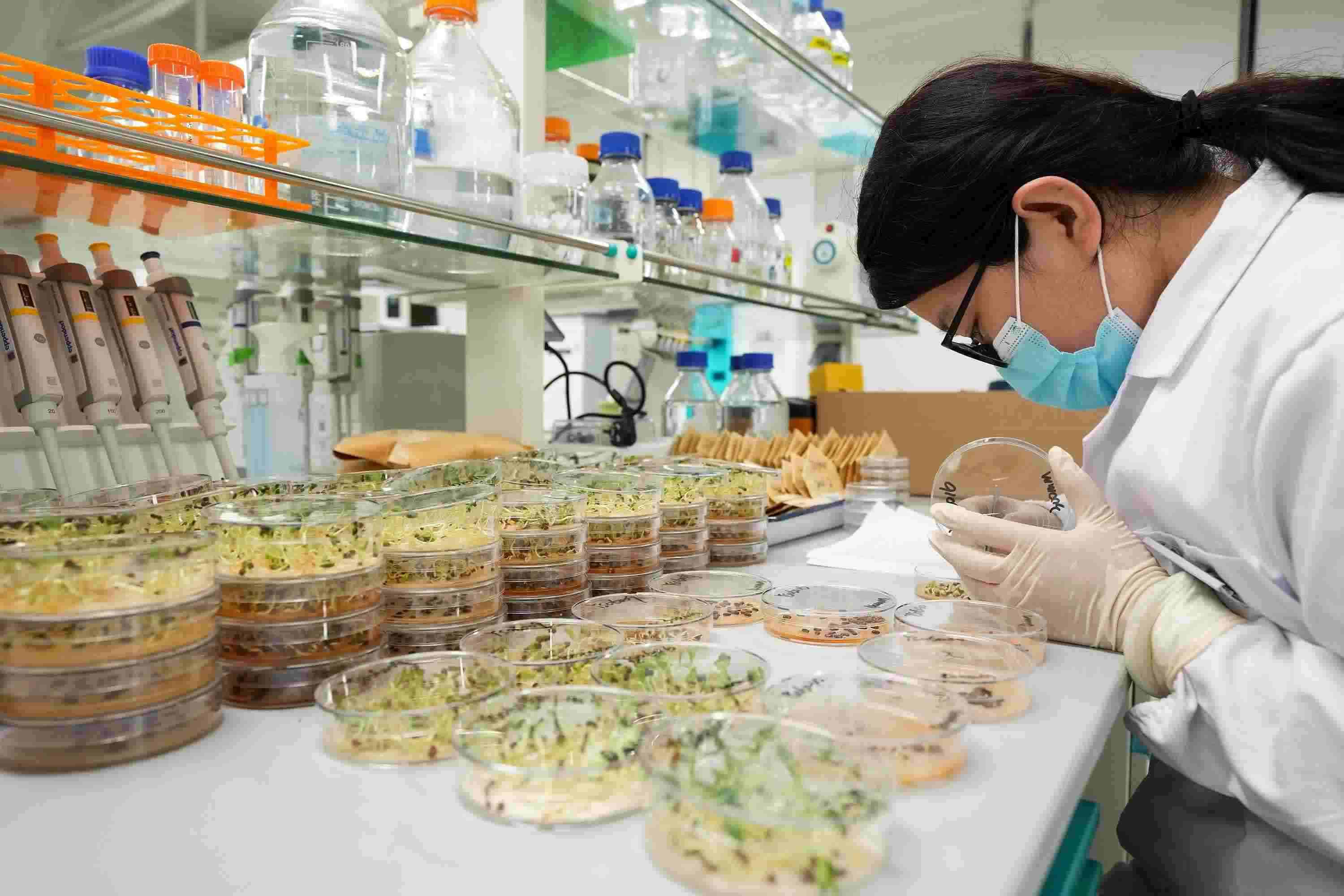 △ 海南三亞崖州灣科技城的崖州灣種子實驗室，科研人員正在觀察種子樣本。