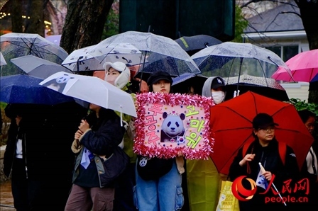 因“福寶”獲得力量和慰藉的年輕粉絲。 人民網(wǎng) 李帆攝