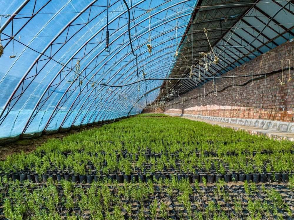 △內(nèi)蒙古一苗圃正在育苗。今年內(nèi)蒙古將投資2200萬(wàn)元保障“三北”工程種苗供應(yīng)，助力打好“三北”工程攻堅(jiān)戰(zhàn)。