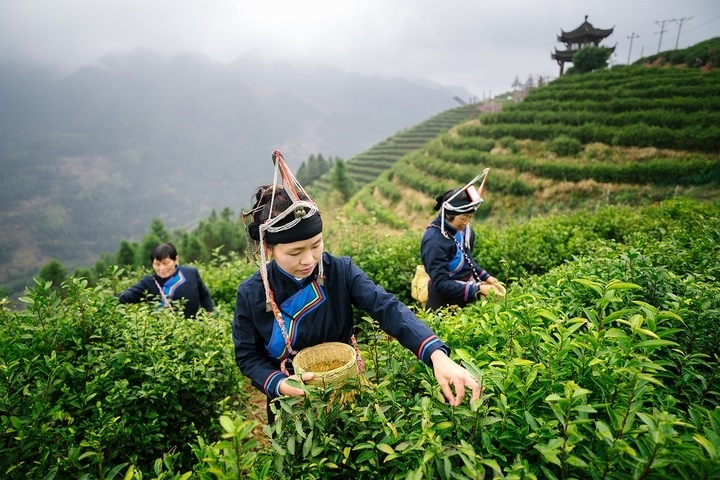 惠明茶采摘。供圖 共享聯(lián)盟·景寧