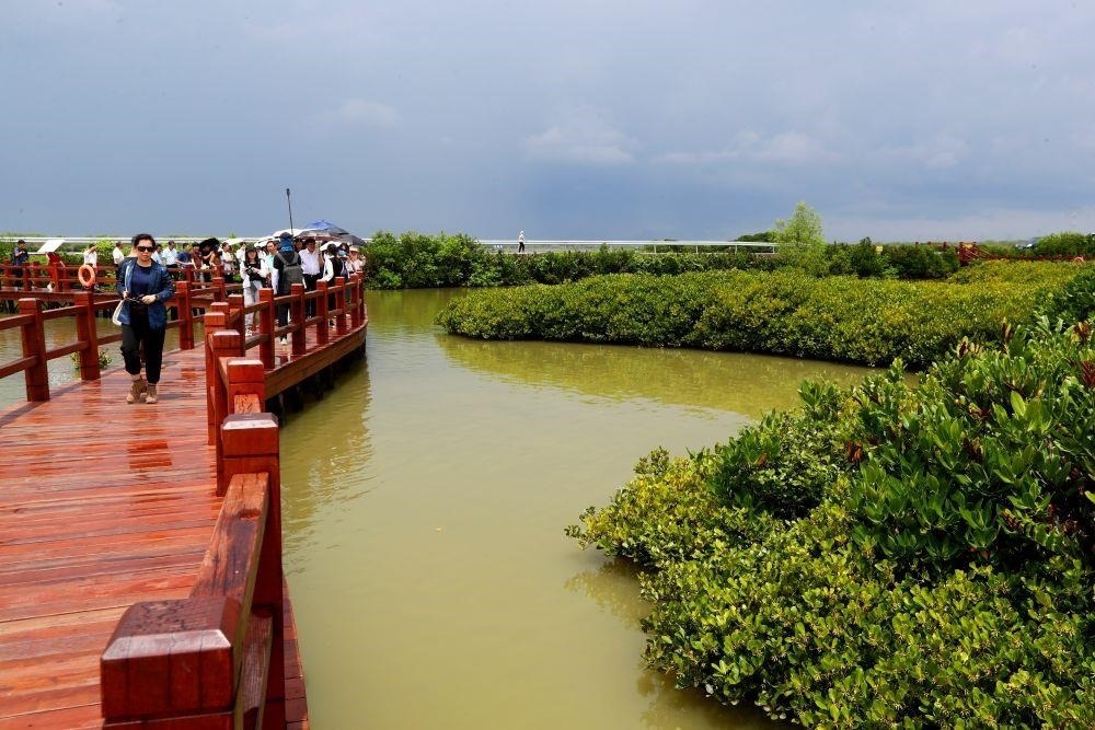 △2023年6月13日，人們?cè)趶V東湛江市麻章區(qū)金牛島觀賞紅樹(shù)林。