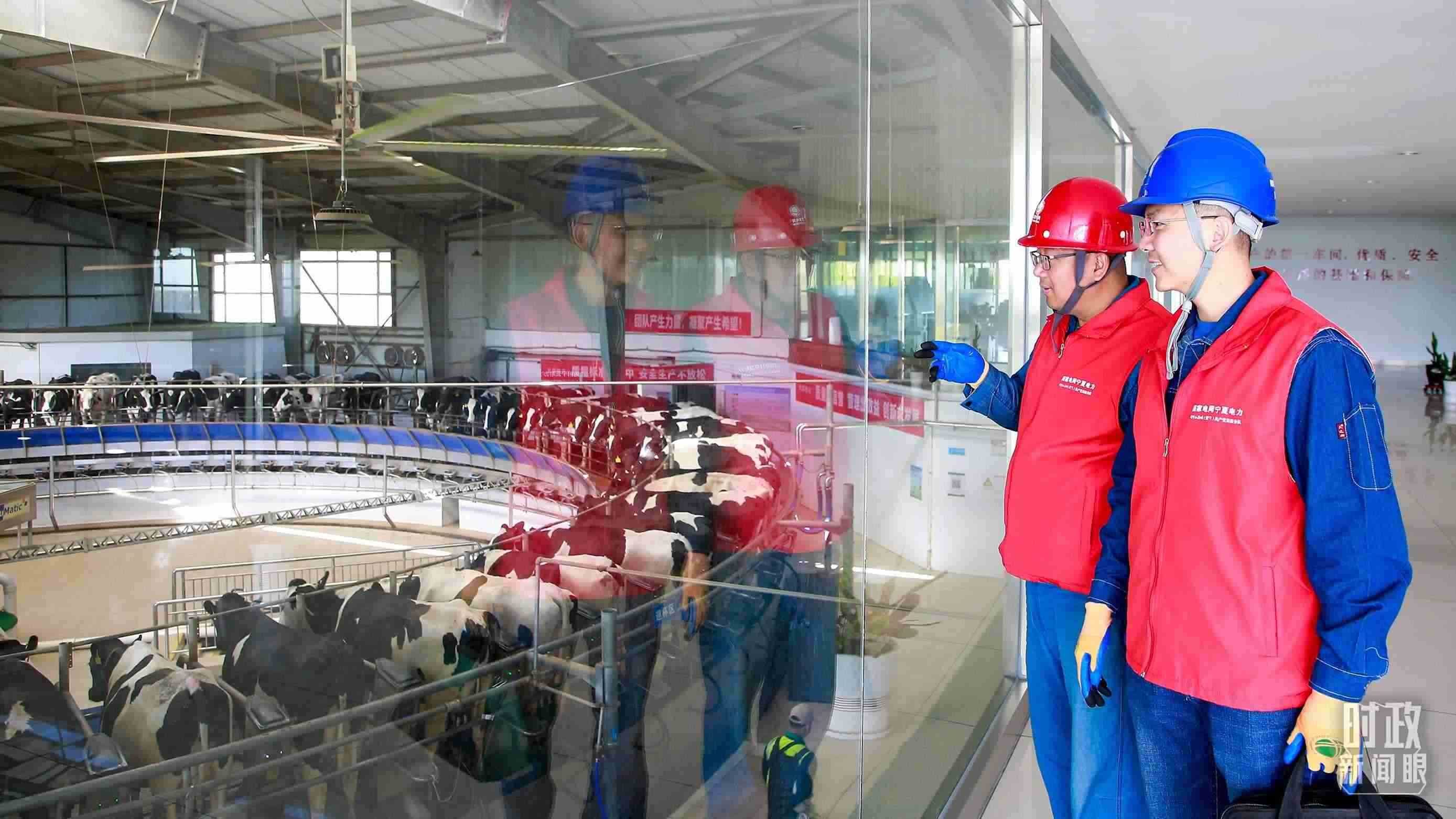  △寧夏銀川，電力員工深入奶牛養(yǎng)殖企業(yè)，助力數(shù)智化養(yǎng)殖。（圖/視覺中國）