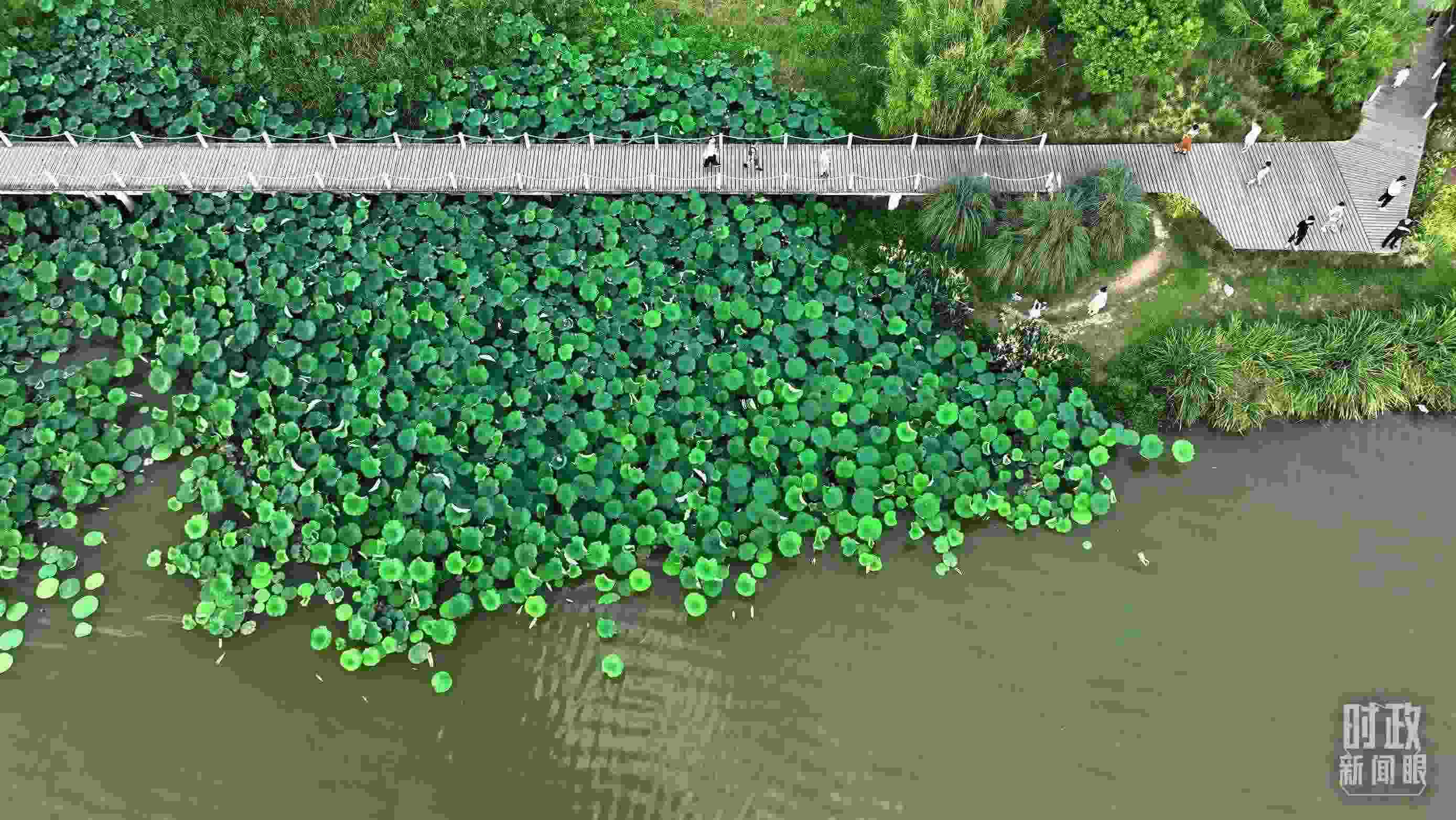 △陜西漢中天漢濕地公園內(nèi)，游人穿行，荷影婆娑。（總臺記者劉海濤拍攝）