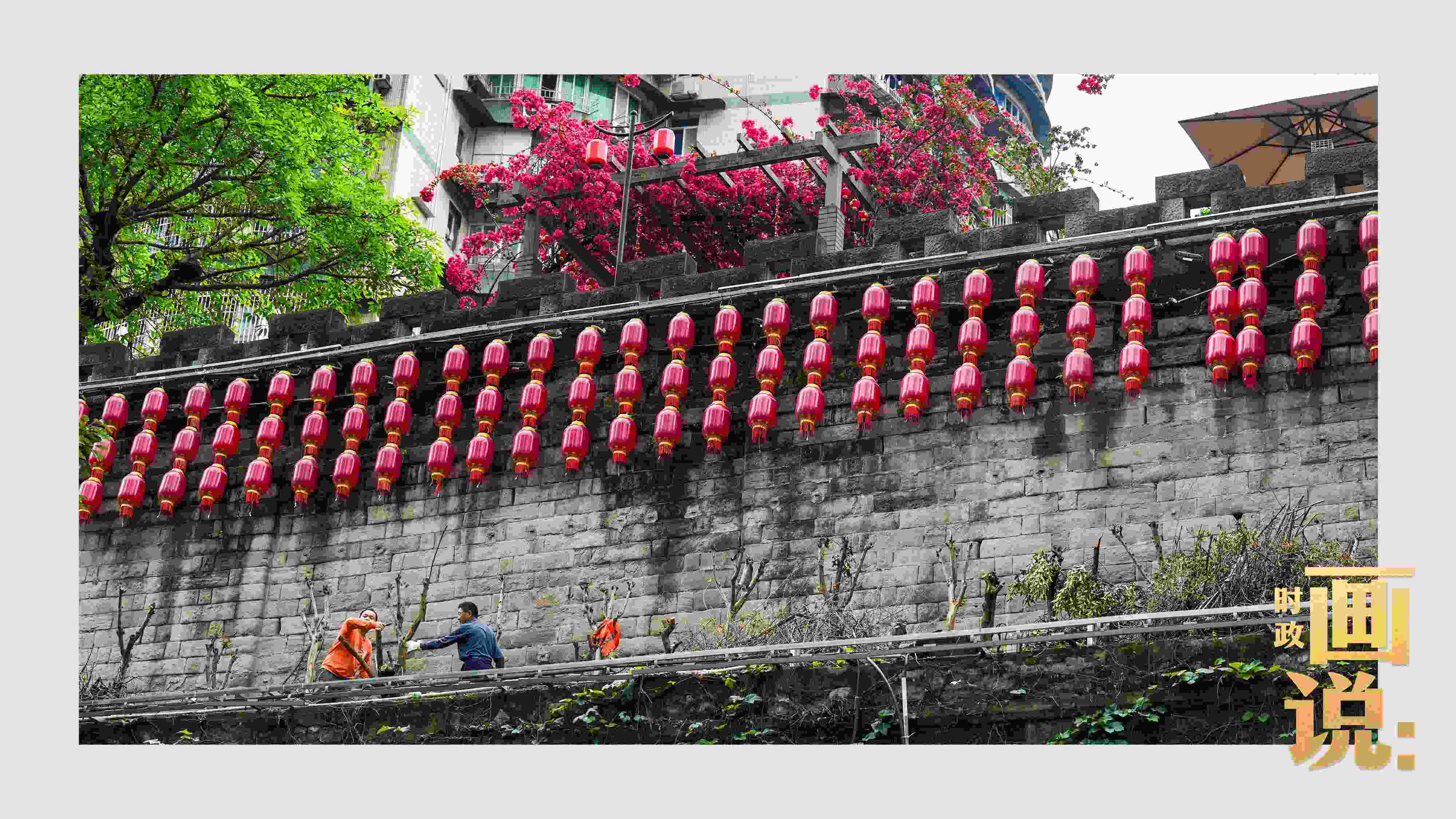 △盛放的三角梅下，園林工人修剪著古老通遠(yuǎn)門城墻上的一抹新綠。