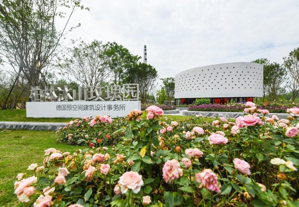 這是2024年4月22日拍攝的成都世園會(huì)主會(huì)場(chǎng)德國(guó)柏林冰山玫瑰園。新華社記者 王曦 攝